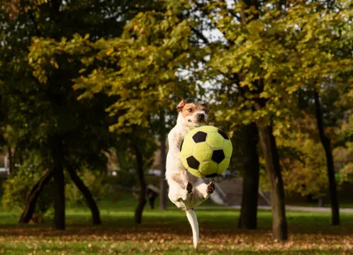 功能界面预览 3